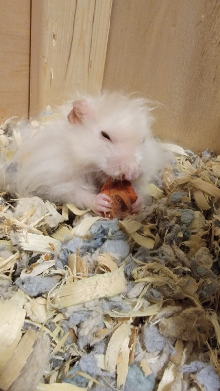 2 Hamsters for Free