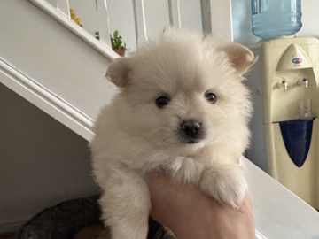 Pomeranian – Pomeranian x miniature pincher puppies for sale – Enfield