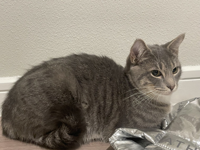 Meet Tj he is looking for a new loving home – Houston