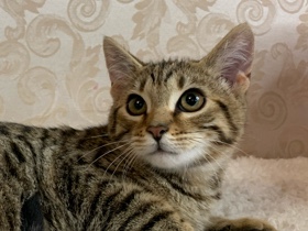 Bengal – bengal male looking for forever home