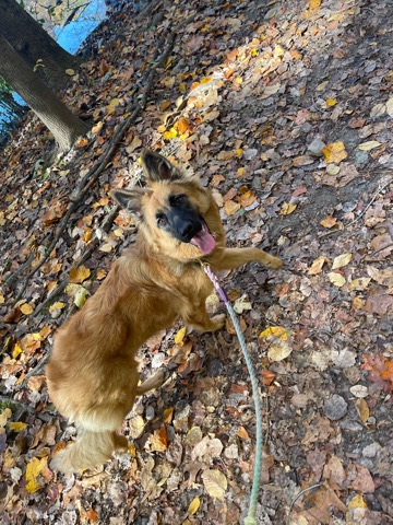 German Shepherd – Rue