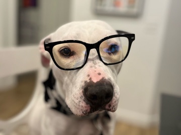 Dogo Argentino – Abee – Sandy