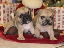 French Bulldog – French bulldog