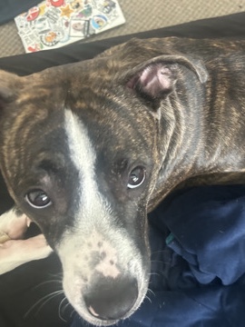 Mixed Breed – Hela needs a new home!! – Jeannette