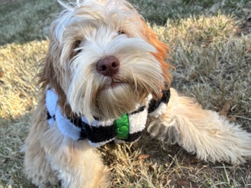 Shih Tzu – Sweet loving girl needs a new home – Drumright