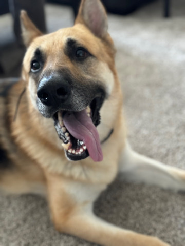 Old German Shepherd Dog – german shepherd