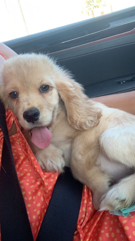 English Cocker Spaniel – Beautiful Cocker Spaniel Puppy