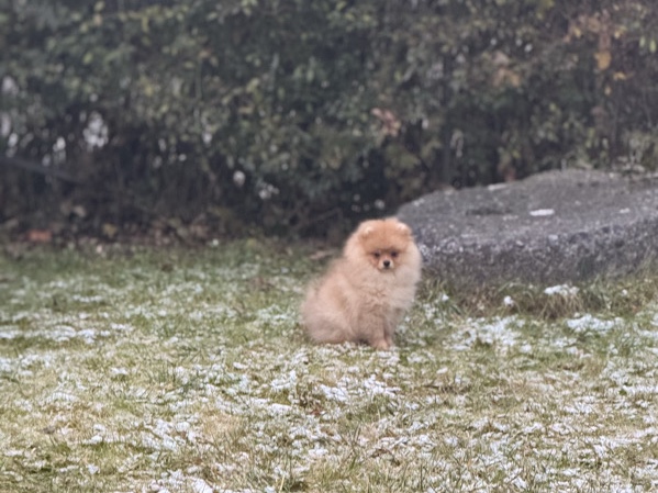 Pomeranian – pomeranien – Rosenheim