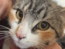 Friendly 8-Month-Old Kittens for Sale in Abbotsford, BC – Abbotsford