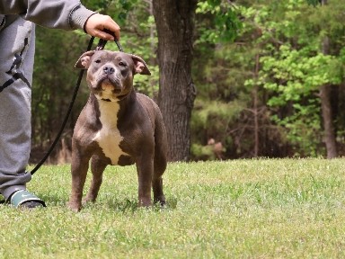 Bull and Terrier – Female American bullies – Catawba