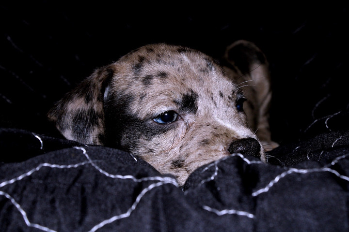American Pit Bull Terrier – Ghost “Male”