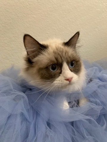 Ragdoll – Seal Bicolor purebred Ragdoll Girl
