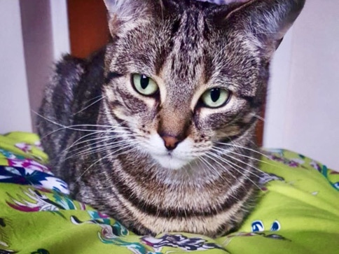 Others - Loving Retirement Home in Scotland available for adoption in Glasgow