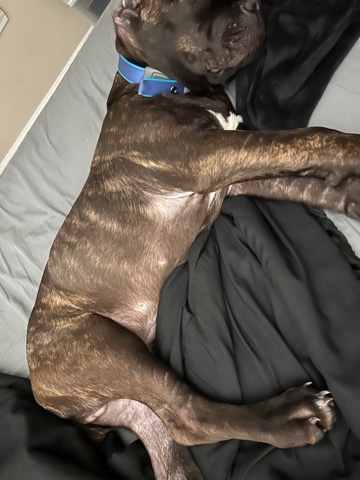 Cane Corso – Cane Corso