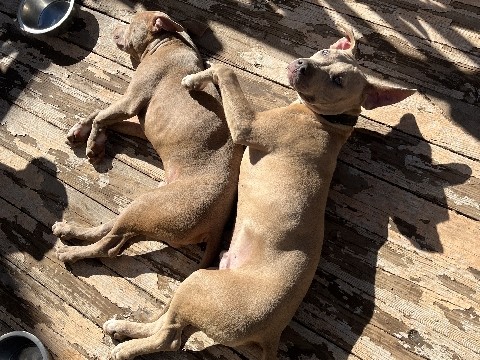 American Pit Bull Terrier – Rehoming two pitbulls – Norcross