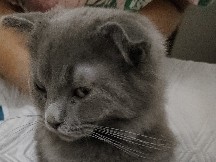 British Longhair - British long hair kitten playable and active  available for adoption in Dubai