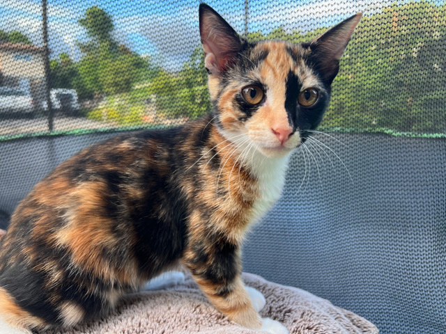 Calico Cat