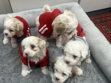 Bichon Frise – Adorable puppies looking for their forever homes – London