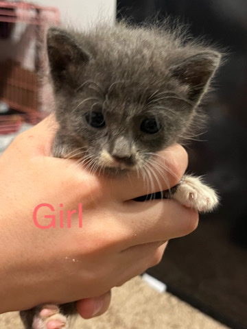 free kittens