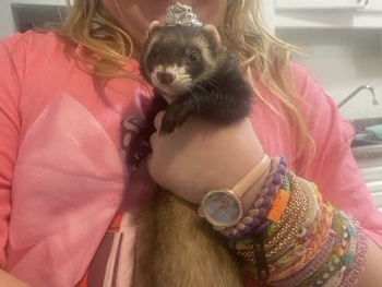 Nova ferret for rehoming