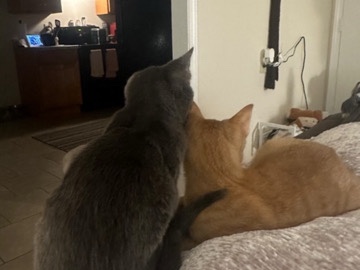 BONDED CATS – Pensacola