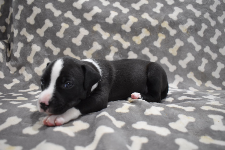 American Pit Bull Terrier – American Pit Bull Terrier