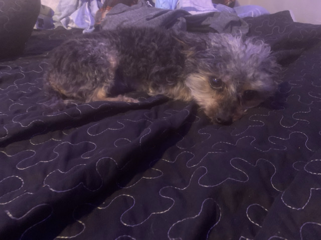 Yorkshire Terrier – Yorki Poo – Detroit