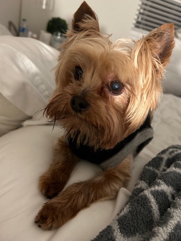 Yorkshire Terrier – tea cup Yorkie’s