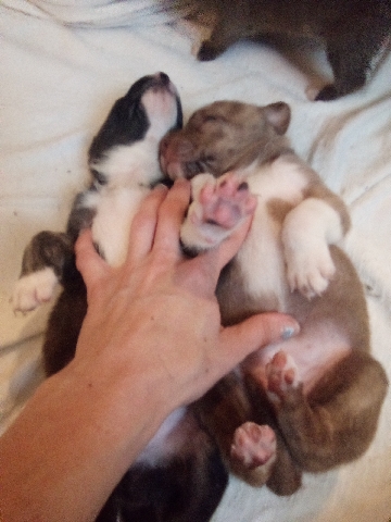 American Bulldog – puppies