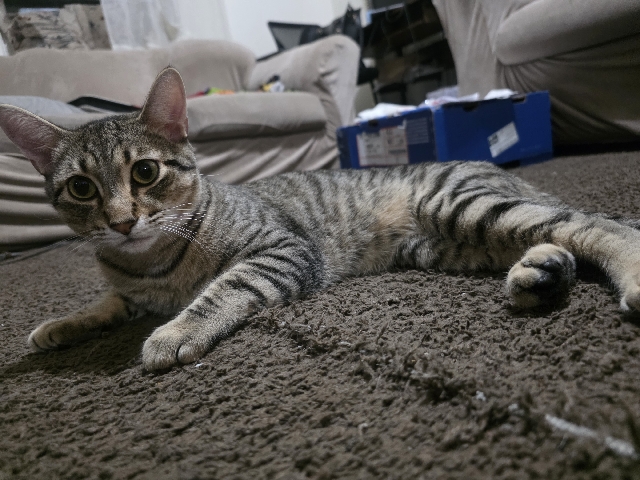 Free Cat! – Newark
