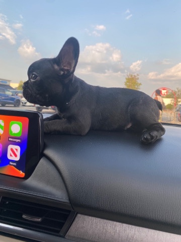 French Bulldog – Frenchie