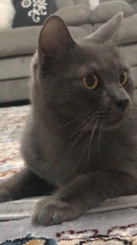 British Shorthair – برتش مخصي