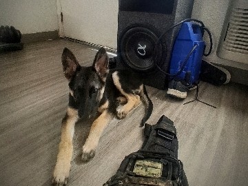 German Shepherd – german shepherd – Houston
