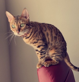 Bengal – Bengal Cat
