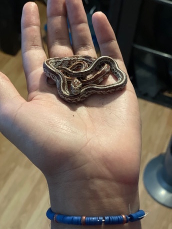 Any – snake