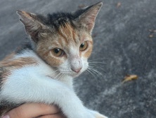 Russian White, Black and Tabby – baby kitten – Houston