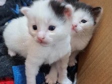 Siberian – 🐾 Beautiful Kittens Looking for a Loving Home 🐾 kittens for sale – Fairfield