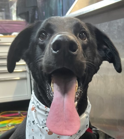 Labrador Retriever – Lab Sheperd mix