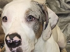American Pit Bull Terrier – $100 Sugar Tri-Merle XL Bully – Snellville