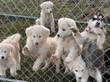 Labrador Husky – Labrador Husky