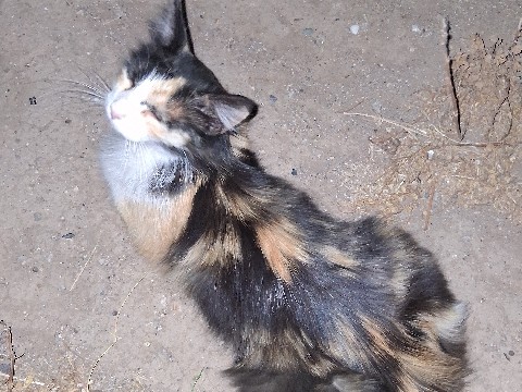 Calico cat – Phoenix