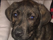 Labrador Retriever – brindle Lab – Victorville