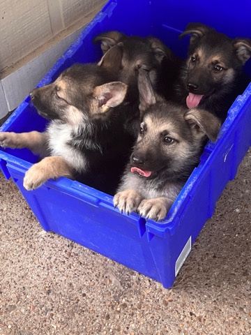 German Shepherd – German shepherd puppies