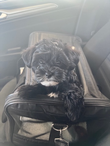 Yorkshire Terrier – Female Yorkipoo