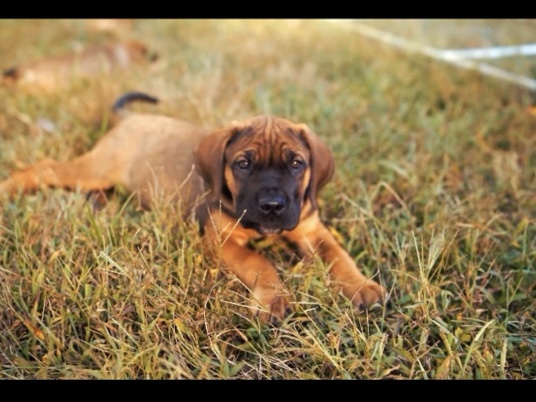 Boerboel – Boerboel Puppies for Sale – Accokeek