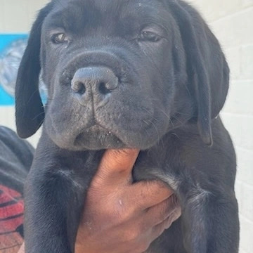Cane Corso – Thor - male