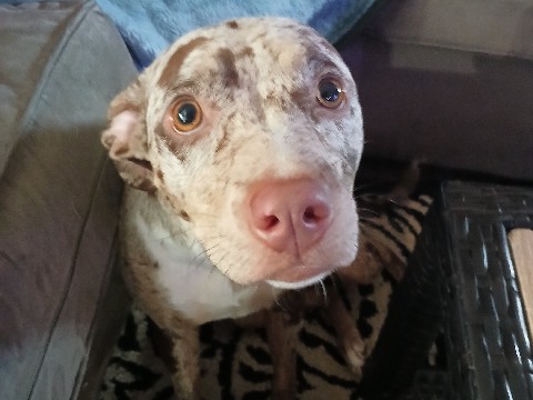 Catahoula Cur – looking for new home