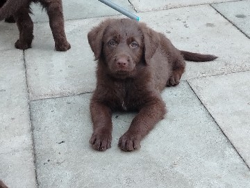 Labrador Retriever – stunning shepordor puppies – Bromley