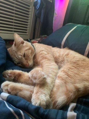Simba - needs new home