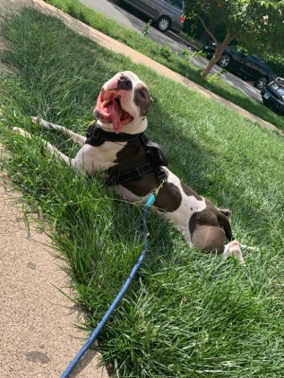 American Pit Bull Terrier – pitbull needs new home